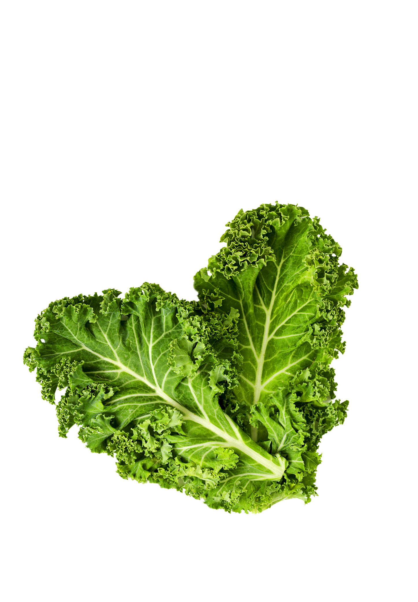 Nudus Air Dried Kale Chips Sea Salt 20g