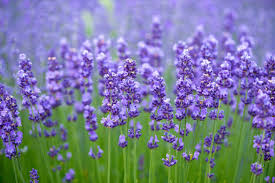 Lavender Flower 100g