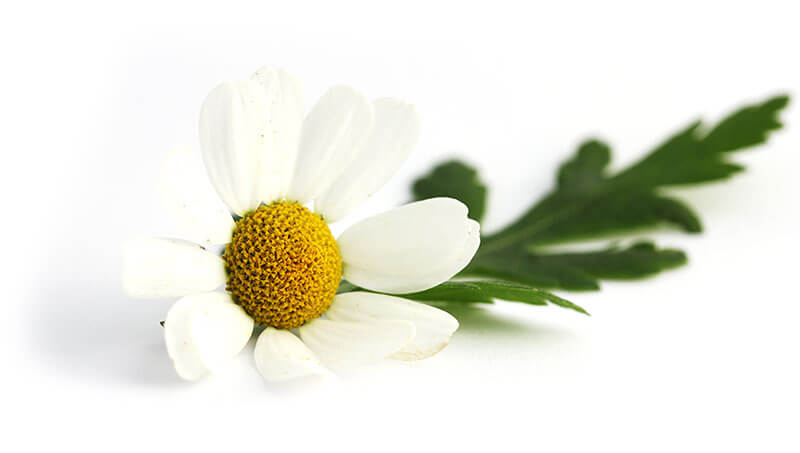 Nature's Sunshine Feverfew 340mg 100c