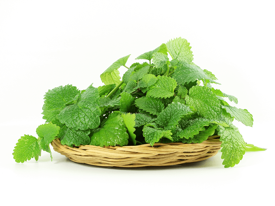 Nature's Sunshine Lemon Balm 60c