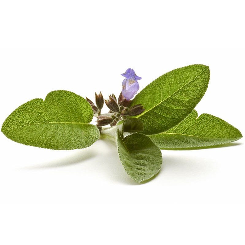 Nature's Sunshine Sage 400mg 100c