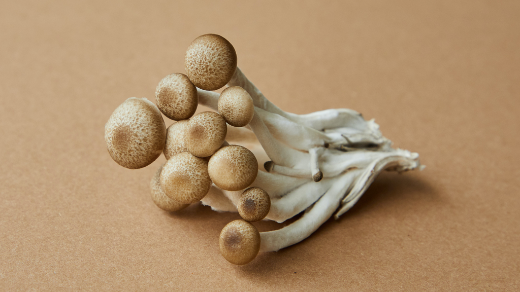 Discover the Health Benefits of Medicinal Mushrooms