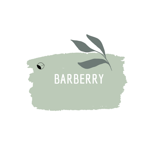 Barberry