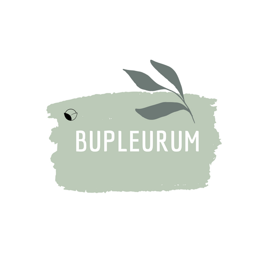 Bupleurum