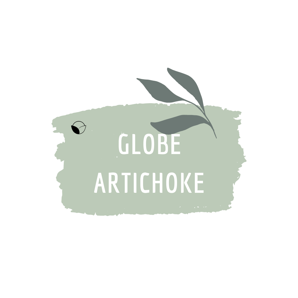 Globe Artichoke