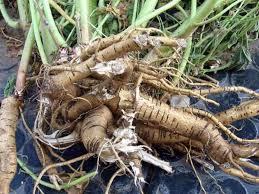 Marshmallow Root 100g
