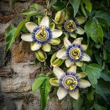 Passionflower 100g