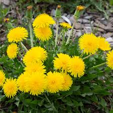 Dandelion Leaf 100g