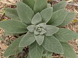 Mullein 100g