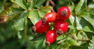 Rosehip 100g