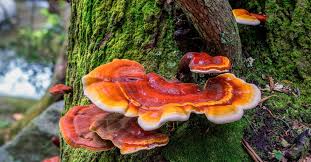 Reishi Mushroom Powder 100g