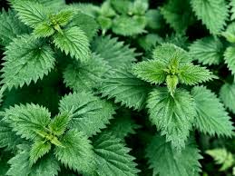 Nettle Leaf 100g