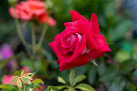 Red Rose Petals 100g