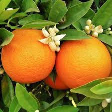 Orange Peel Sweet 100g