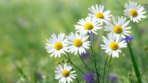 Chamomile Flowers 100g