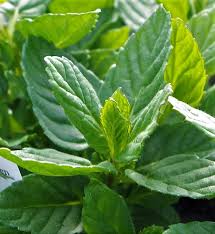 Spearmint 100g