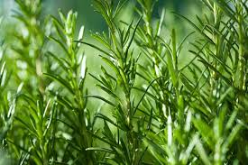 Rosemary 100g