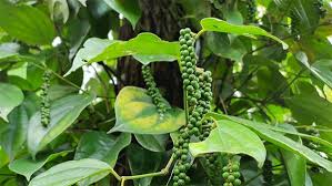 Peppercorns 100g