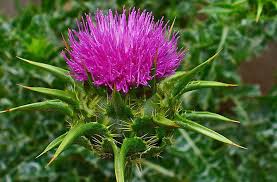 St Mary's Thistle 100g