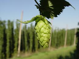Hops 100g