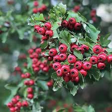 Hawthorn Berry 100g