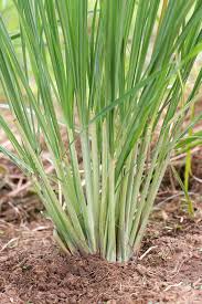 Lemongrass 100g