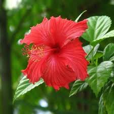 Hibiscus 100g