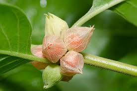 Ashwagandha Powder 100g