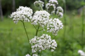 Valerian Root 100g