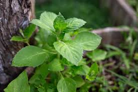 Tulsi 100g