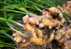 Ginger Root 100g