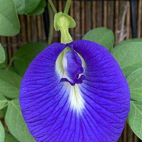 Butterfly Pea Flower 100g