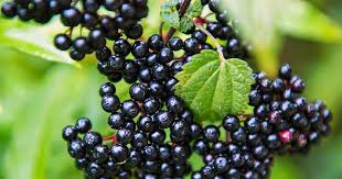 Elderberries 100g