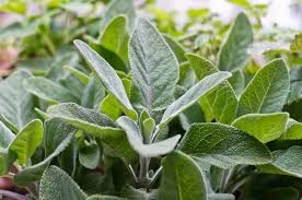 Sage 100g