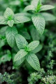 Peppermint Leaf 100g
