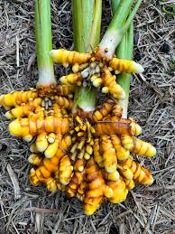 Turmeric 100g