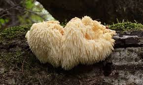 Lion's Mane Mushroom Powder 100g