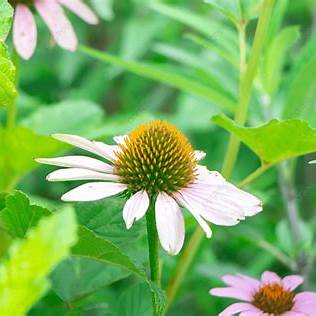 Australian Echinacea 100g