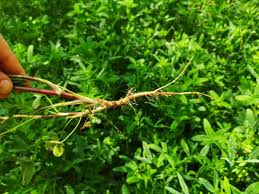 Licorice Root 100g
