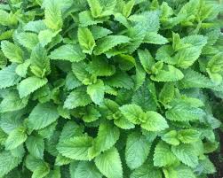 Lemon Balm 100g