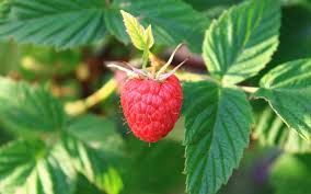 Raspberry Leaf 100g
