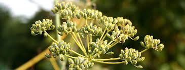 Fennel Seed 100g