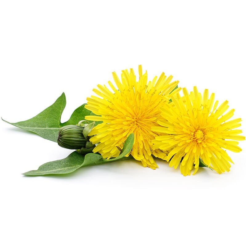 Natures Sunshine Dandelion 460mg 100 Capsules