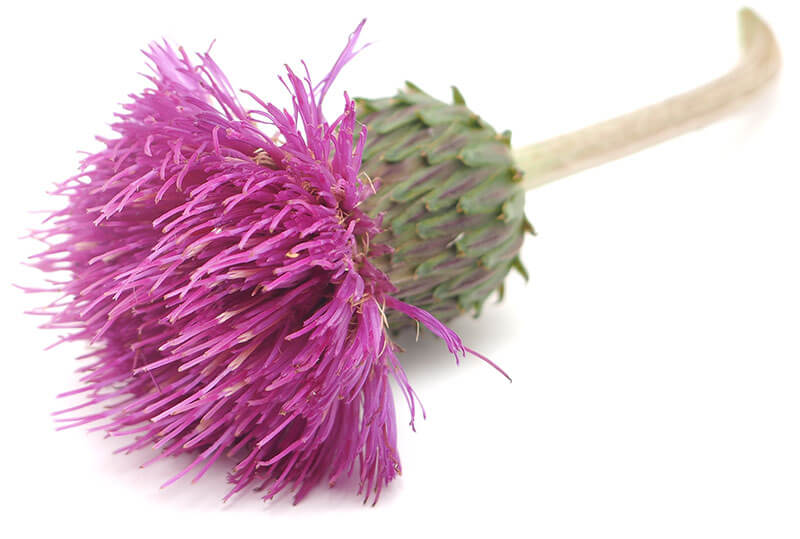 Nature's Sunshine St Mary's Thistle 550mg 100c